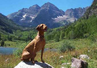 hiking with dog in maroon bells