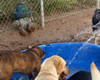 pet care and boarding in aspen, colorado